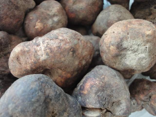 قارچ دنبلان - Truffle